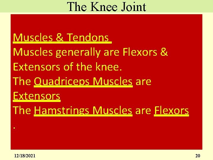 The Knee Joint Muscles & Tendons Muscles generally are Flexors & Extensors of the