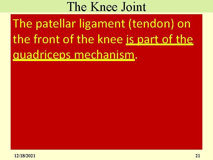 The Knee Joint The patellar ligament (tendon) on the front of the knee is