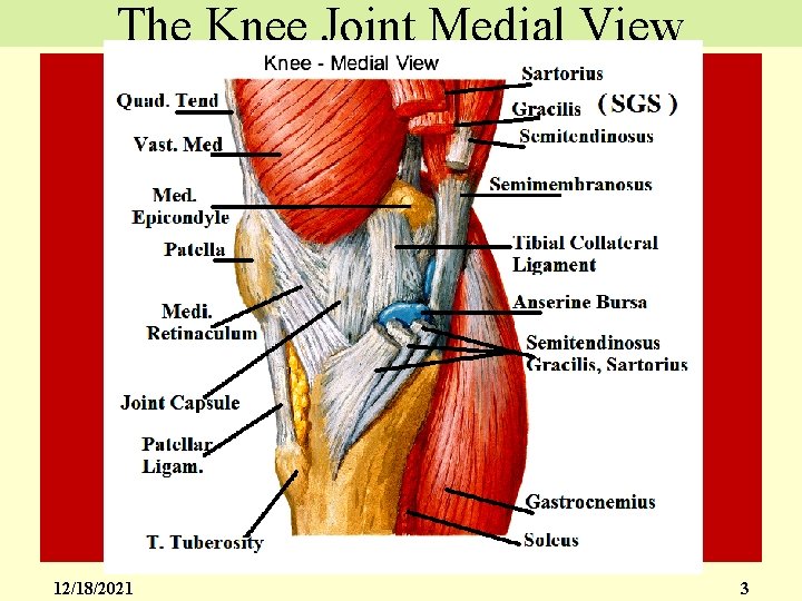 The Knee Joint Medial View 12/18/2021 3 