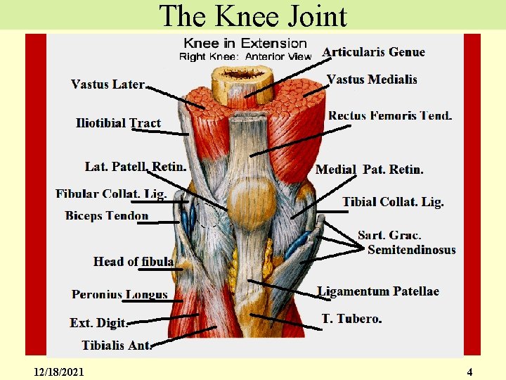 The Knee Joint 12/18/2021 4 