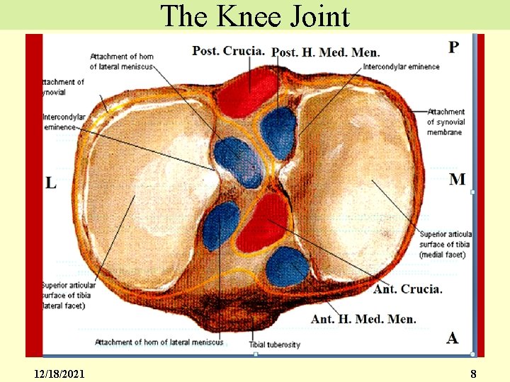 The Knee Joint 12/18/2021 8 