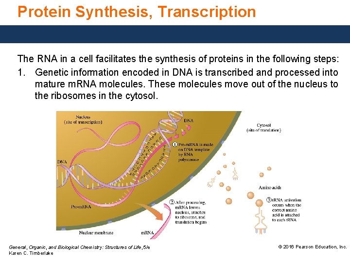 Protein Synthesis, Transcription The RNA in a cell facilitates the synthesis of proteins in