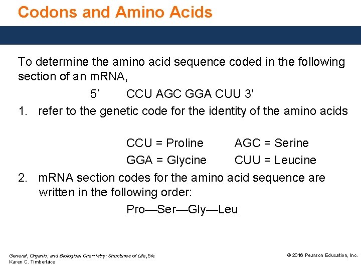 Codons and Amino Acids To determine the amino acid sequence coded in the following
