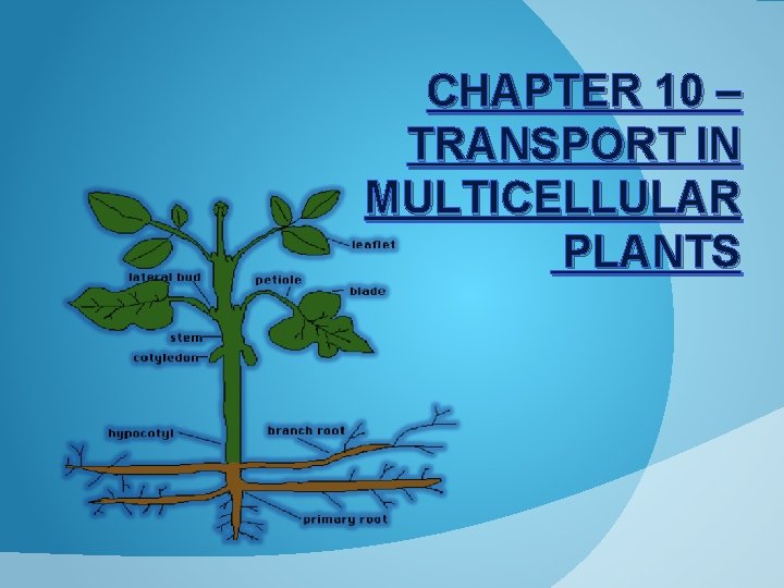 CHAPTER 10 TRANSPORT IN MULTICELLULAR PLANTS Leaf Tissue