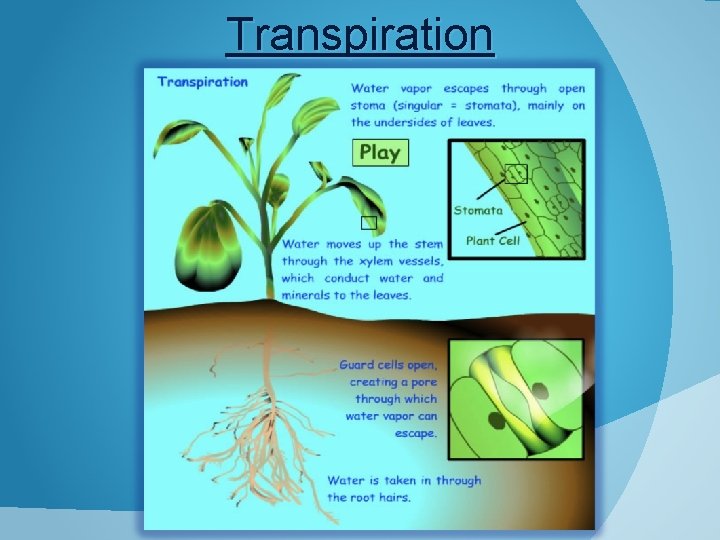 CHAPTER 10 TRANSPORT IN MULTICELLULAR PLANTS Leaf Tissue