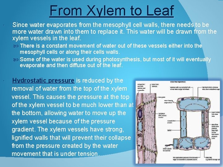 CHAPTER 10 TRANSPORT IN MULTICELLULAR PLANTS Leaf Tissue