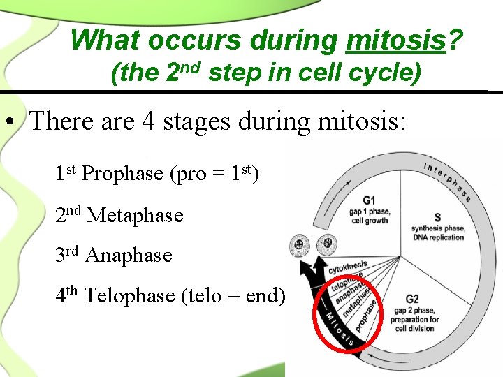 What occurs during mitosis? (the 2 nd step in cell cycle) • There are