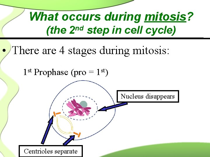 What occurs during mitosis? (the 2 nd step in cell cycle) • There are