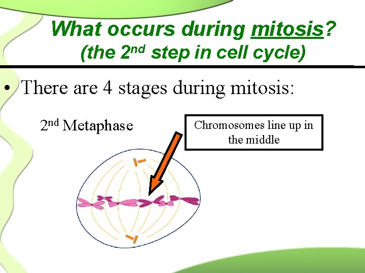 What occurs during mitosis? (the 2 nd step in cell cycle) • There are