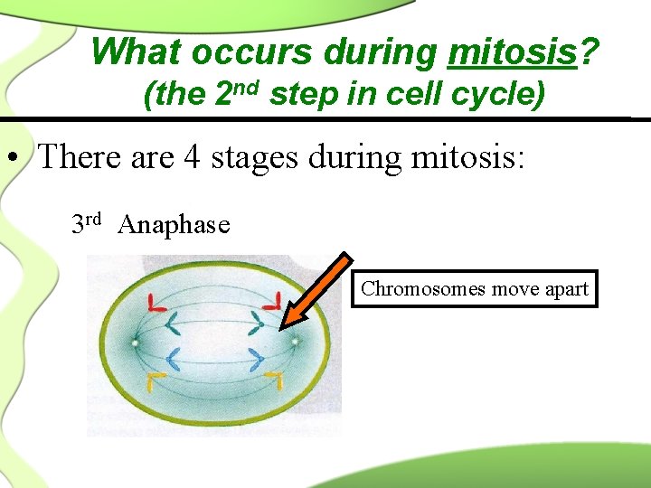 What occurs during mitosis? (the 2 nd step in cell cycle) • There are