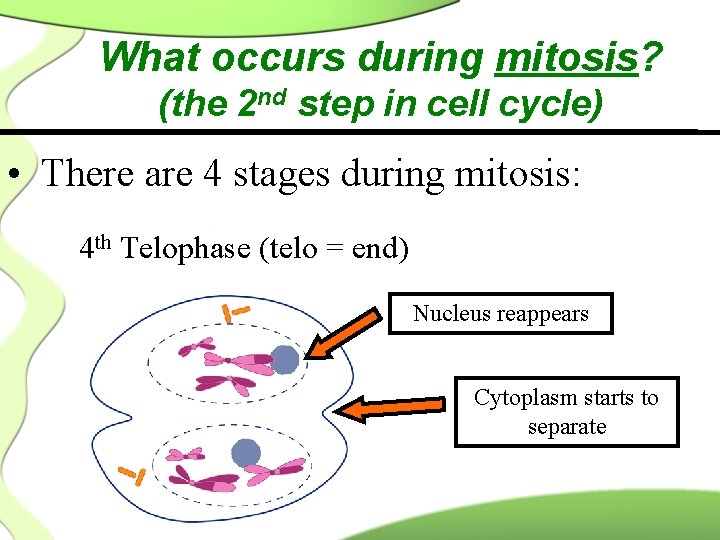 What occurs during mitosis? (the 2 nd step in cell cycle) • There are