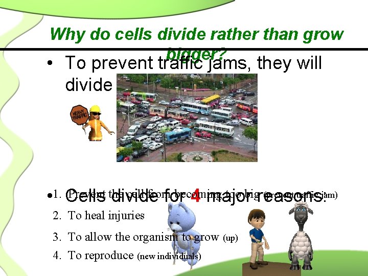 Why do cells divide rather than grow bigger? • To prevent traffic jams, they