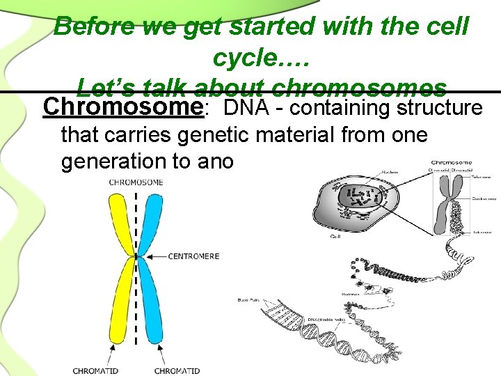Before we get started with the cell cycle…. Let’s talk about chromosomes Chromosome: DNA