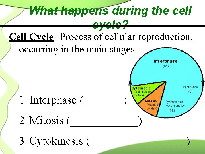 What happens during the cell cycle? Cell Cycle - Process of cellular reproduction, occurring