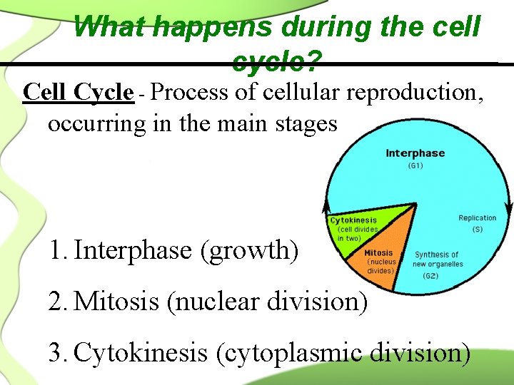 What happens during the cell cycle? Cell Cycle - Process of cellular reproduction, occurring