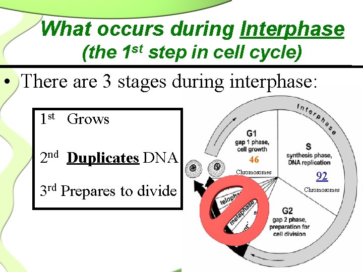 What occurs during Interphase (the 1 st step in cell cycle) • There are
