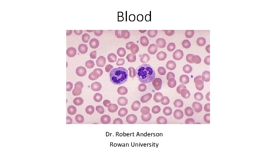 Blood Dr. Robert Anderson Rowan University 