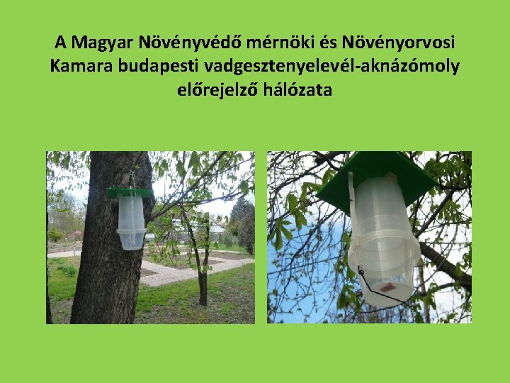 A Magyar Növényvédő mérnöki és Növényorvosi Kamara budapesti vadgesztenyelevél-aknázómoly előrejelző hálózata 