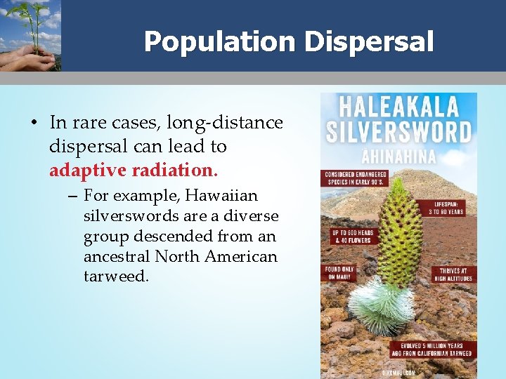 Population Dispersal • In rare cases, long-distance dispersal can lead to adaptive radiation. –