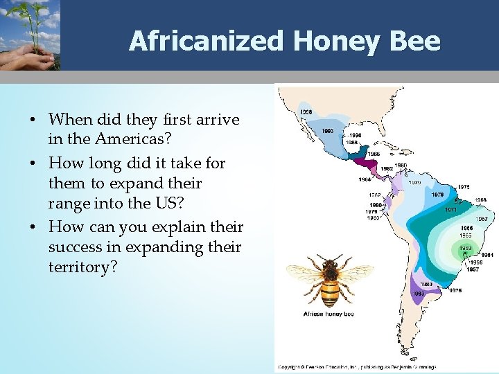 Africanized Honey Bee • When did they first arrive in the Americas? • How