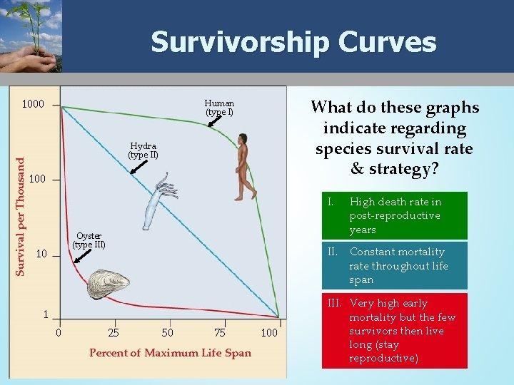 Survivorship Curves Survival per Thousand 1000 What do these graphs indicate regarding species survival