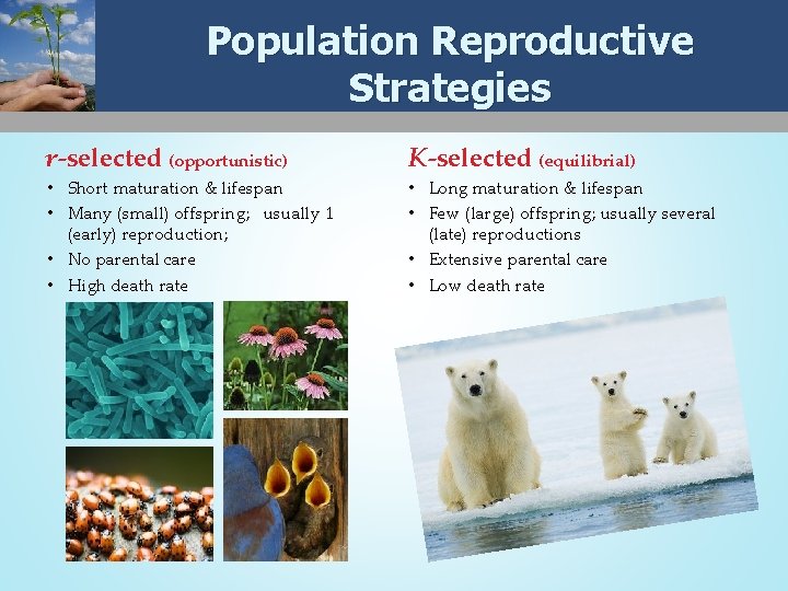 Population Reproductive Strategies r-selected (opportunistic) K-selected (equilibrial) • Short maturation & lifespan • Many