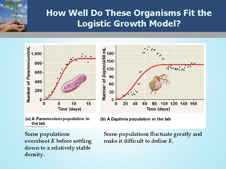 How Well Do These Organisms Fit the Logistic Growth Model? Some populations overshoot K