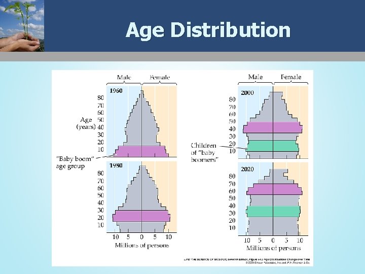 Age Distribution 