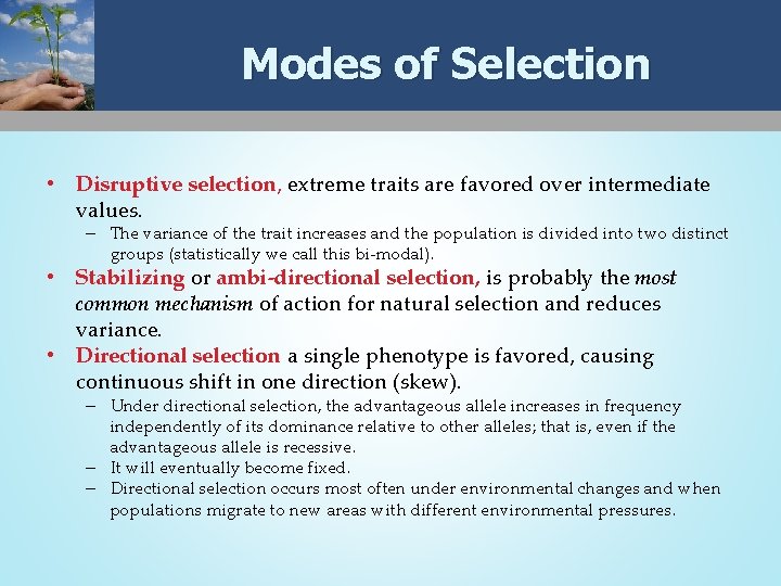 Modes of Selection • Disruptive selection, extreme traits are favored over intermediate values. –