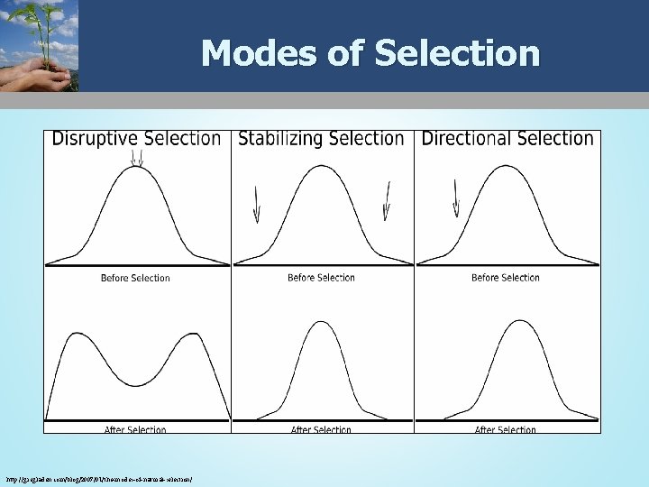 Modes of Selection http: //gregladen. com/blog/2007/01/the-modes-of-natural-selection/ 