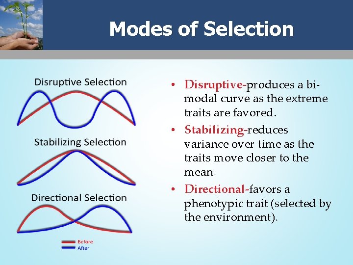 Modes of Selection • Disruptive-produces a bimodal curve as the extreme traits are favored.