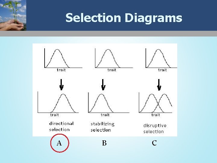 Selection Diagrams A B C 