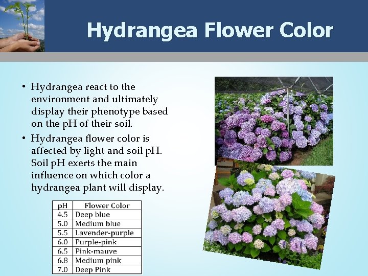 Hydrangea Flower Color • Hydrangea react to the environment and ultimately display their phenotype