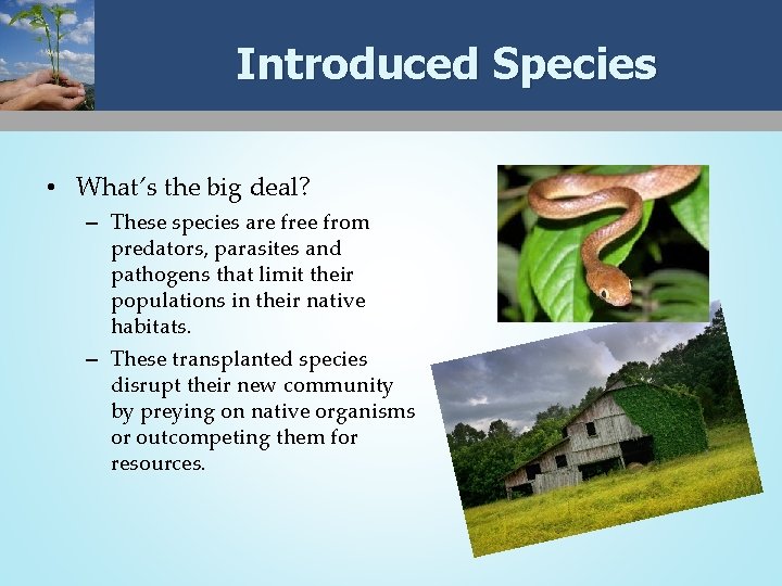 Introduced Species • What’s the big deal? – These species are free from predators,