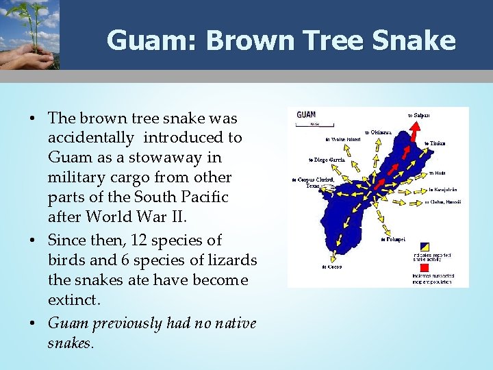 Guam: Brown Tree Snake • The brown tree snake was accidentally introduced to Guam