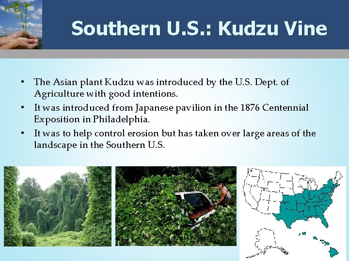 Southern U. S. : Kudzu Vine • The Asian plant Kudzu was introduced by