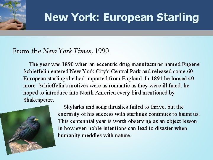 New York: European Starling From the New York Times, 1990. The year was 1890