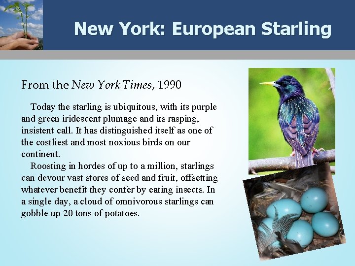 New York: European Starling From the New York Times, 1990 Today the starling is