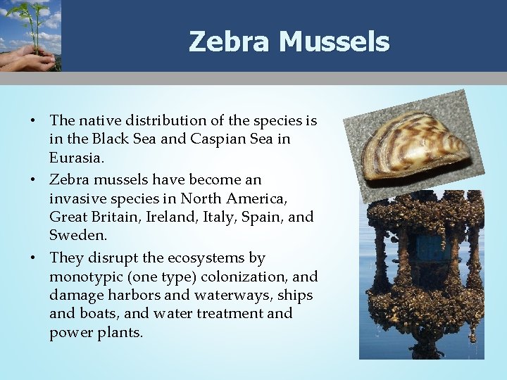 Zebra Mussels • The native distribution of the species is in the Black Sea