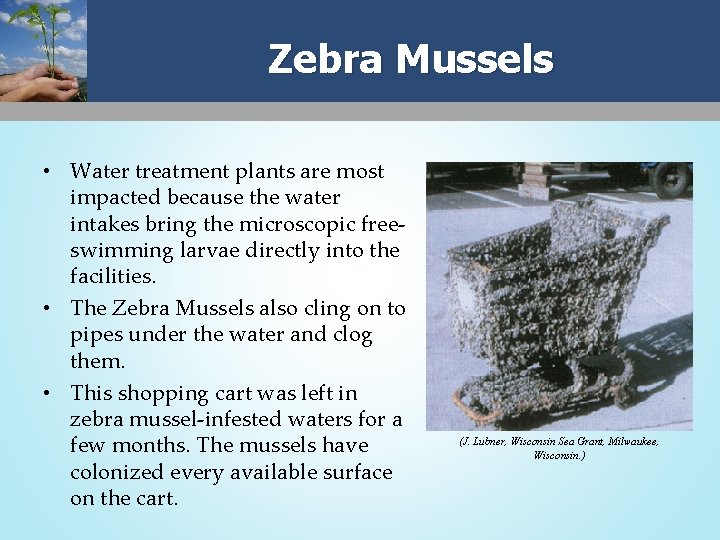 Zebra Mussels • Water treatment plants are most impacted because the water intakes bring