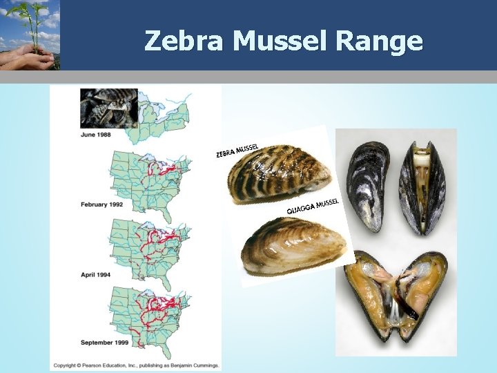 Zebra Mussel Range 