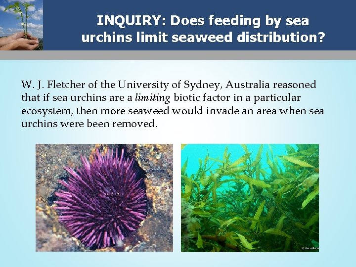 INQUIRY: Does feeding by sea urchins limit seaweed distribution? W. J. Fletcher of the