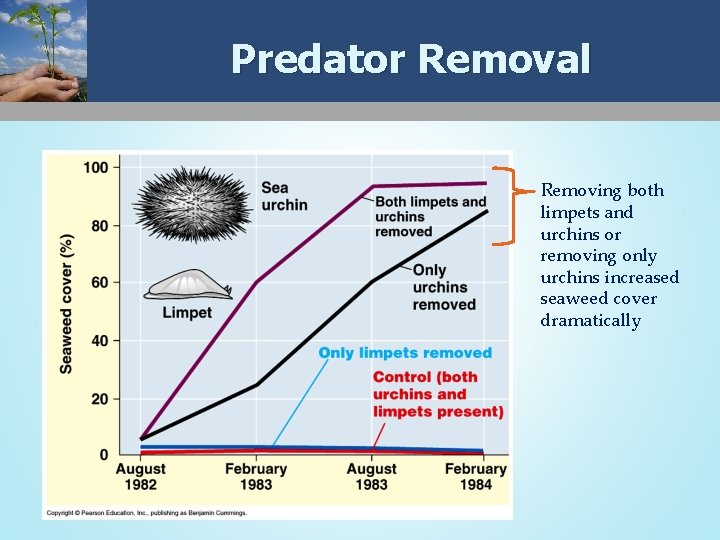 Predator Removal Removing both limpets and urchins or removing only urchins increased seaweed cover