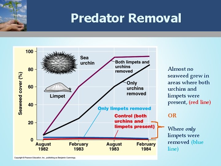 Predator Removal Almost no seaweed grew in areas where both urchins and limpets were