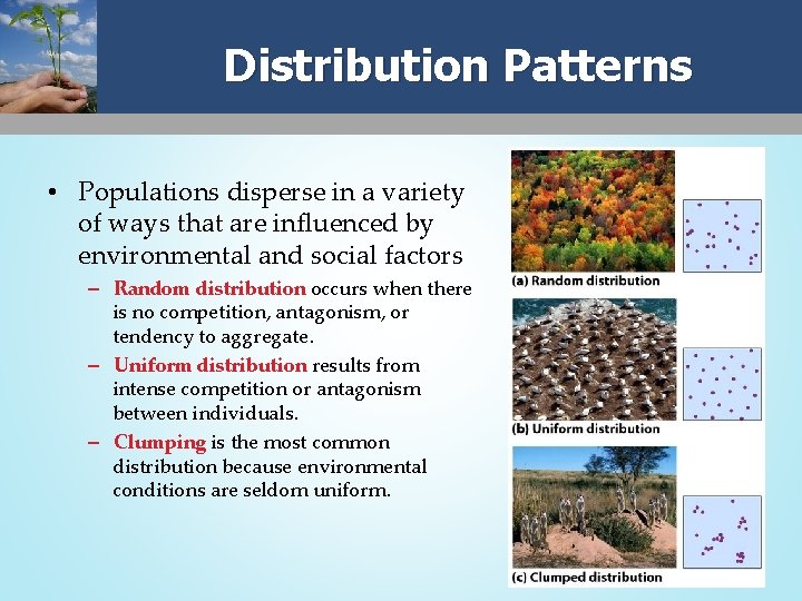 Distribution Patterns • Populations disperse in a variety of ways that are influenced by