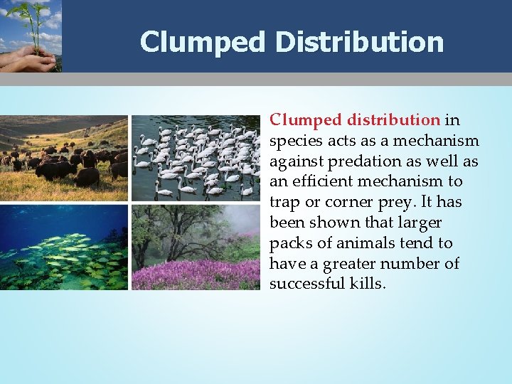 Clumped Distribution Clumped distribution in species acts as a mechanism against predation as well