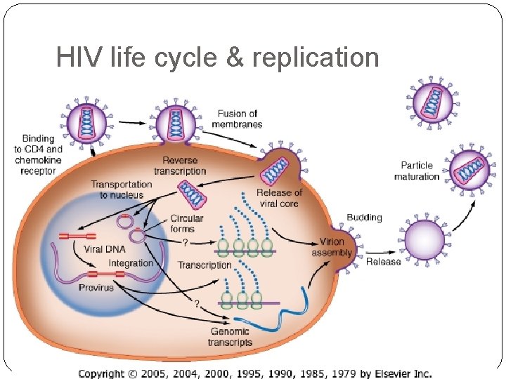 HIV life cycle & replication 