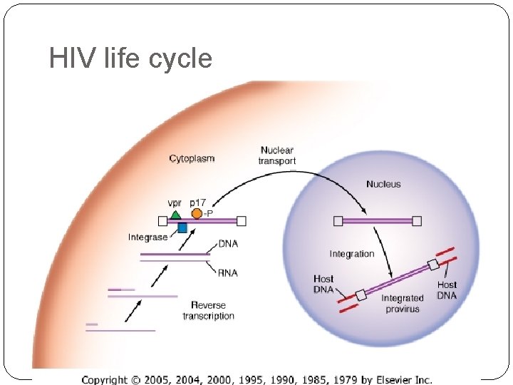HIV life cycle 