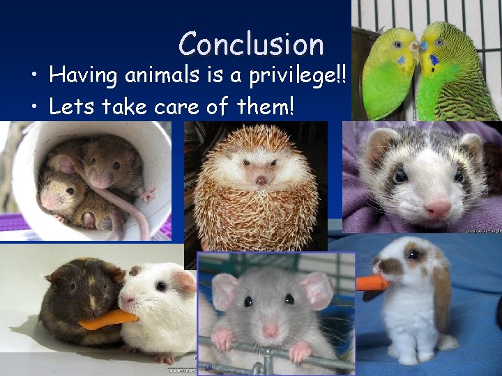 Conclusion • Having animals is a privilege!! • Lets take care of them! 