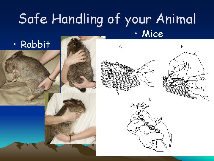 Safe Handling of your Animal • Rabbit • Mice 